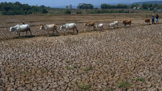 Kekeringan Parah di Jonggol, Sawah Retak dan Gagal Panen