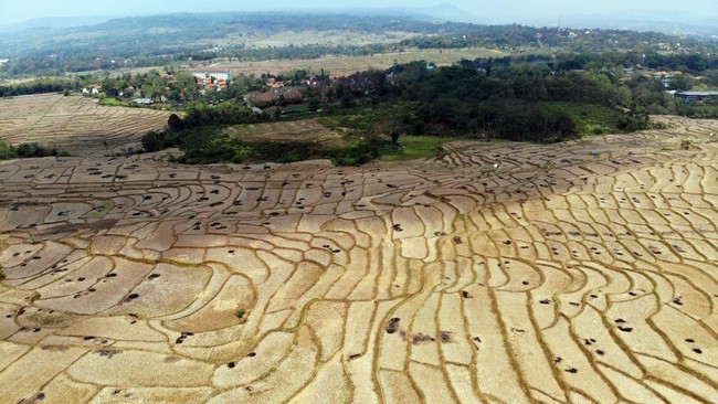 Kekeringan Parah di Jonggol, Sawah Retak dan Gagal Panen