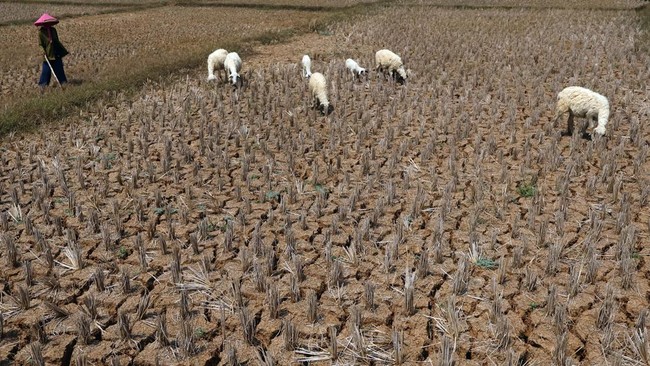 Kekeringan Parah di Jonggol, Sawah Retak dan Gagal Panen