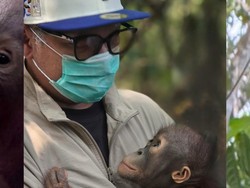 Gading Marten Adopsi Anak Orangutan Kalimantan