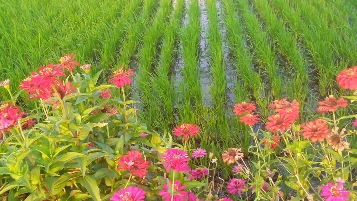 Cantik Tapi Mematikan, Bunga-Bunga Ini Jadi Senjata Petani Basmi Hama