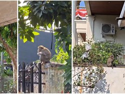 Puluhan Monyet Turun dari Hutan Kera, Berkeliaran di Rumah Warga Lampung