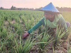 Sawah di Samarinda Mulai Kering, Paniyem Terancam Gagal Panen