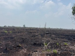 Polres Bengkalis Tetapkan 1 Tersangka Kasus Karhutla dan Perambahan Hutan