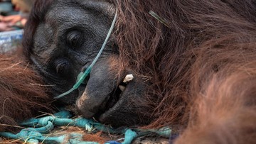 Kisah Sampurna, Orangutan yang Diselamatkan dari Kebakaran Kalimantan