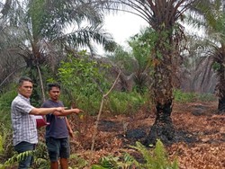 Buntut Karhutla di Buluh Apo Bengkalis, Pemilik Lahan Sawit Jadi Tersangka