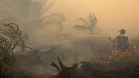 KLH menyelidiki 19 perusahaan di Sumatra dan Kalimantan terkait kebakaran hutan. Penegakan hukum dilakukan melalui sanksi administratif dan pidana.