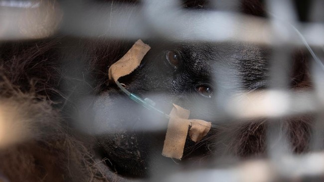 An orangutan, named Sampurna, looks on from a cage before being transported to rehabilitation center, after rescued, at a palm-oil plantation near an area affected by wildfires, in Kuala Satong village, Ketapang regency, West Kalimantan province, Ind