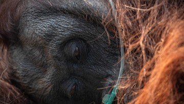 Kemenhut Konfirmasi Orang Utan 'Sempurna' Mati Diduga Akibat Asap
