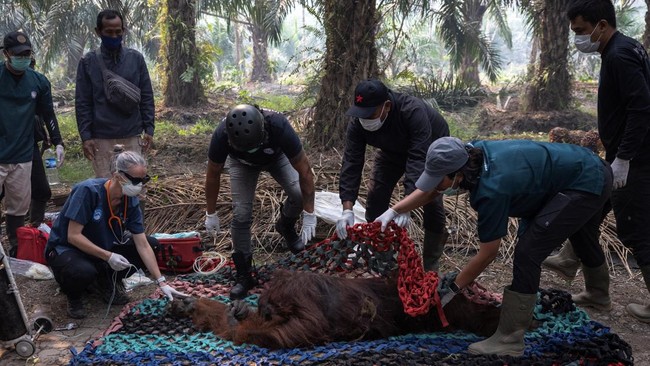 Karmele Llano Sanchez, CEO of wildlife foundation Yayasan Inisiasi Alam Rehabilitasi Indonesia, along with its program operations director Argitoe Ranting, veterinarian Komara and other rescuers, observe the conditions of an orangutan named Sampurna,