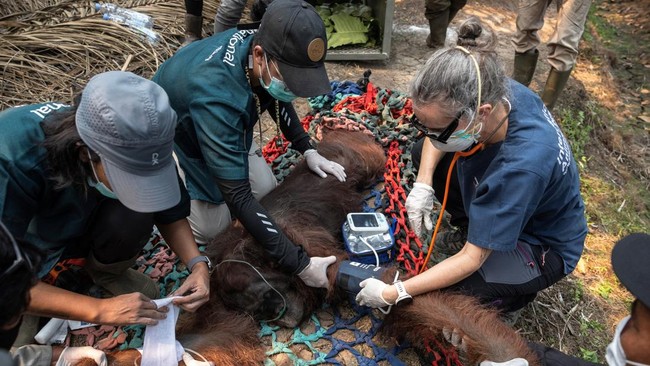Karmele Llano Sanchez, CEO of wildlife foundation Yayasan Inisiasi Alam Rehabilitasi Indonesia, along with other veterinarians, gives treatment to an orangutan named Sampurna, during a rescue operation at a palm-oil plantation near an area affected b
