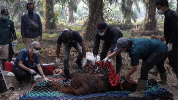 Orang Utan Pingsan di Tengah Kepungan Asap Karhutla Kalimantan
