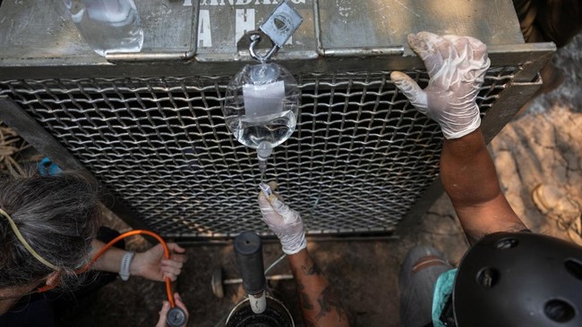 Argitoe Ranting, program operations director of wildlife foundation Yayasan Inisiasi Alam Rehabilitasi Indonesia, along with CEO Karmele Llano Sanchez, observes the conditions of an orangutan named Sampurna, before being transported to rehabilitation