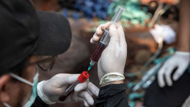 A veterinarian from the wildlife foundation Yayasan Inisiasi Alam Rehabilitasi Indonesia holds a blood sample of an orangutan named Sampurna, during a rescue at a palm-oil plantation near an area affected by wildfires, in Kuala Satong village, Ketapa