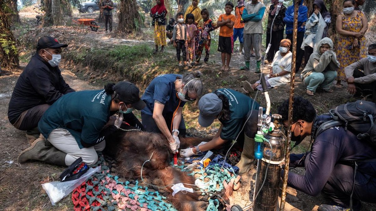 Karmele Llano Sanchez, CEO of wildlife foundation Yayasan Inisiasi Alam Rehabilitasi Indonesia, along with other veterinarians, gives treatment to an orangutan named Sampurna, during a rescue operation at a palm-oil plantation near an area affected b