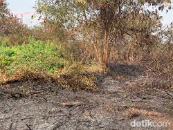 Video Situasi di Rorotan Cilincing Usai 30 Hektare Area Alang-alang Terbakar