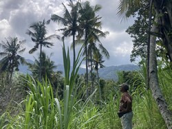 Dampak Panjang TPA Sente meski Telah Ditutup: Panen Petani Belum Pulih