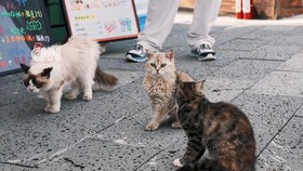 thumbnail video taman kucing di china