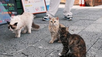 thumbnail video taman kucing di china