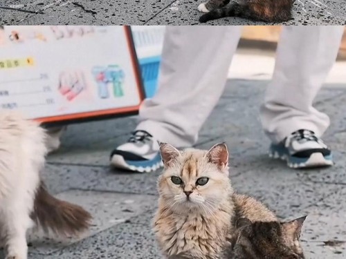 thumbnail video taman kucing di china
