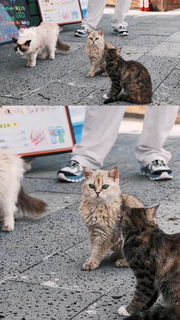 thumbnail video taman kucing di china