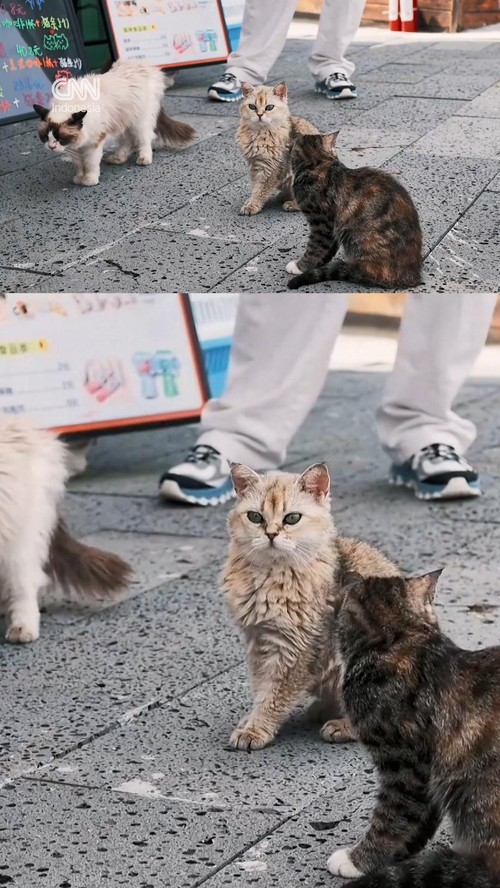thumbnail video taman kucing di china