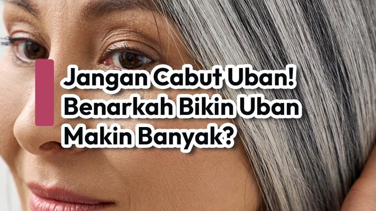 Jangan Cabut Uban! Benarkah Bikin Uban Makin Banyak?