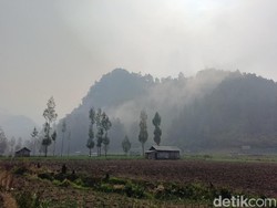 Vegetasi Kering Bikin Karhutla TNBTS Cepat Meluas