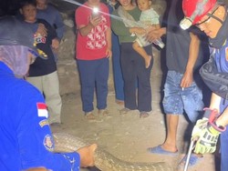 Detik-detik King Kobra Dievakuasi dari Rumah Warga di Semarang