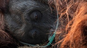 An orangutan, named Sampurna, receives emergency treatments after being rescued, at a palm-oil plantation near an area affected by wildfires, in Kuala Satong village, Ketapang regency, West Kalimantan province, Indonesia, August 30, 2026. REUTERS/Wil