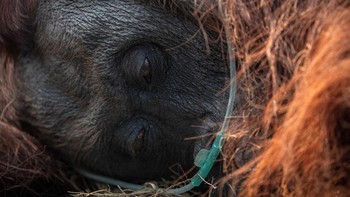An orangutan, named Sampurna, receives emergency treatments after being rescued, at a palm-oil plantation near an area affected by wildfires, in Kuala Satong village, Ketapang regency, West Kalimantan province, Indonesia, August 30, 2026. REUTERS/Wil
