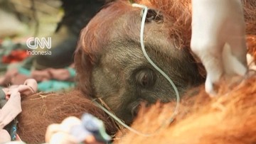 Kisah Pilu Orangutan Sampurna Ditemukan Pingsan Dekat Karhutla Kalbar
