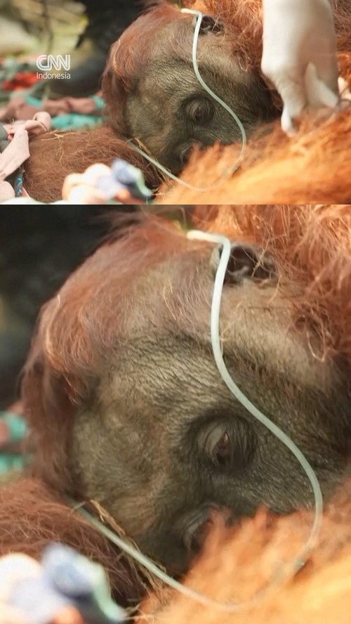 thumbnail video orangutan lemas