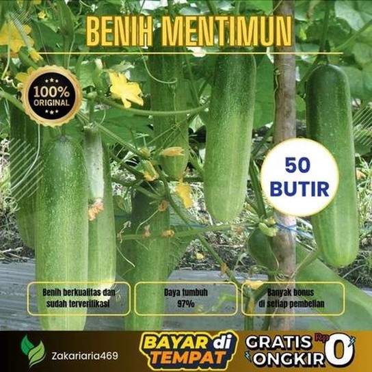 HaiBunda