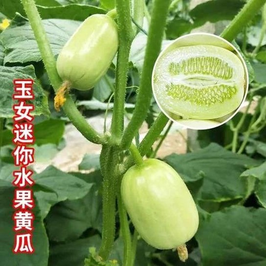 HaiBunda