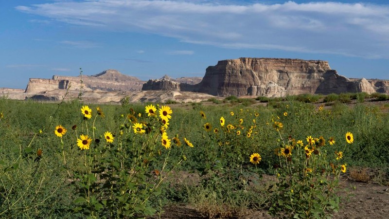 Bunga-bunga liar tumbuh di bagian Danau Powell yang telah mengeringsementara waduk vital tersebut berada pada tingkat ketinggian air terendah yang pernah tercatatdi Kawasan Rekreasi Nasional Glen Canyon, Utah, tepat di seberang perbatasan negara bagi