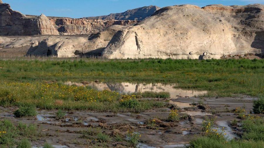 Bunga-bunga liar tumbuh di tepi genangan air di kawasan rekreasi populer Lone Rock Beach di Danau Powell—saat waduk vital tersebut berada pada tingkat permukaan air terendah yang pernah tercatat—di dalam Glen Canyon National Recreation Area di Utah, tepat di seberang perbatasan negara bagian dari Page, Arizona, AS, pada 30 Agustus 2026.