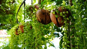 Ada banyak manfaat batok kelapa, salah satunya dijadikan pot tanaman gantung.