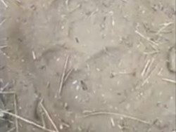 Jejak Macan Tutul Ditemukan di Tengah Karhutla Bromo-Semeru