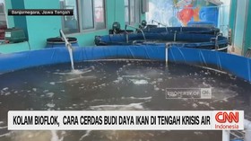 Kolam Bioflok, Cara Cerdas Budi Daya Ikan di Tengah Krisis Air
