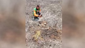 Kebakaran hutan di Taman Nasional Bromo Tengger Semeru mengakibatkan kematian satwa, termasuk kijang.