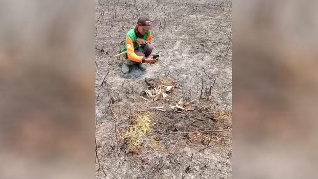 Kebakaran hutan di Taman Nasional Bromo Tengger Semeru mengakibatkan kematian satwa, termasuk kijang. 