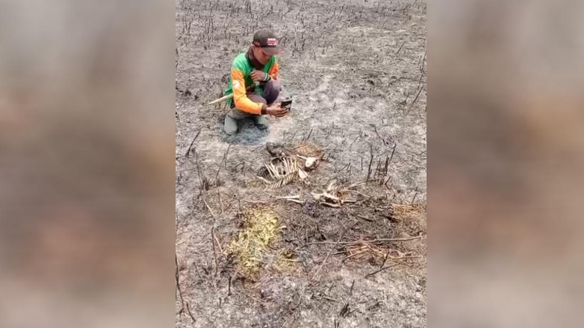 Kijang Mati Terbakar Akibat Karhutla Semeru, Macan Tutul Bermigrasi