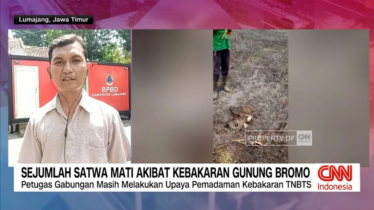 VIDEO: Sejumlah Satwa Mati Akibat Kebakaran Gunung Bromo
