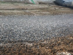 Saran Pakar soal Ribuan Ikan Sapu-sapu di Sungai Juana Pati: Segera Musnahkan!