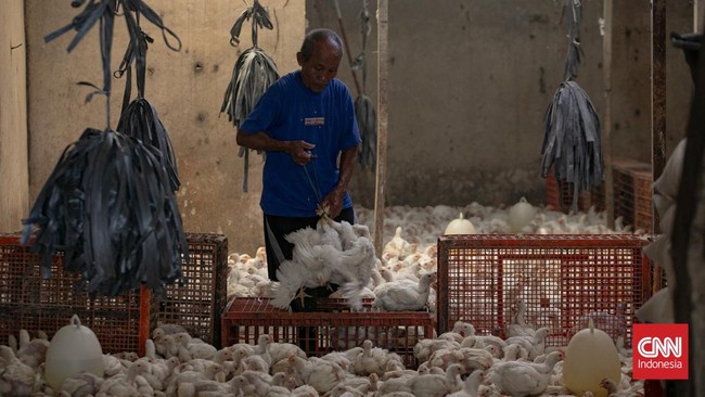 Aktivitas perdagangan sayuran terlihat di Pasar Senen, Jakarta, Selasa (1/9/2026). Seorang pekerja menaikkan sayuran sawi ke atas gerobak untuk didistribusikan di kawasan pasar. (CNN Indonesia/Adi ibrahim)