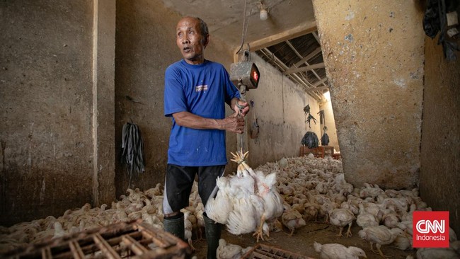 Aktivitas perdagangan sayuran terlihat di Pasar Senen, Jakarta, Selasa (1/9/2026). Seorang pekerja menaikkan sayuran sawi ke atas gerobak untuk didistribusikan di kawasan pasar. (CNN Indonesia/Adi ibrahim)