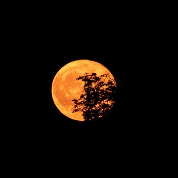 Ini Daftar Fenomena Langit Sepanjang September 2026, Ada Harvest Moon!