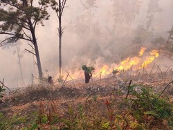 10 Hektare Hutan Perhutani di Bungkal Ponorogo Hangus Terbakar