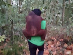 Karhutla Dekati Sekolah Hutan di Samboja, 11 Orang Utan Yatim Piatu Dievakuasi